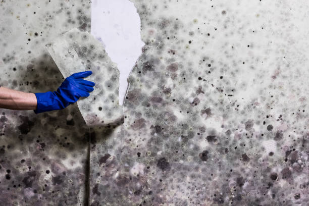 Best White Mold Remediation in Lake Dalecarlia, IN